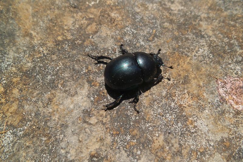 Trypocopris pyrenaeus pyrenaeus, Geotrupidae