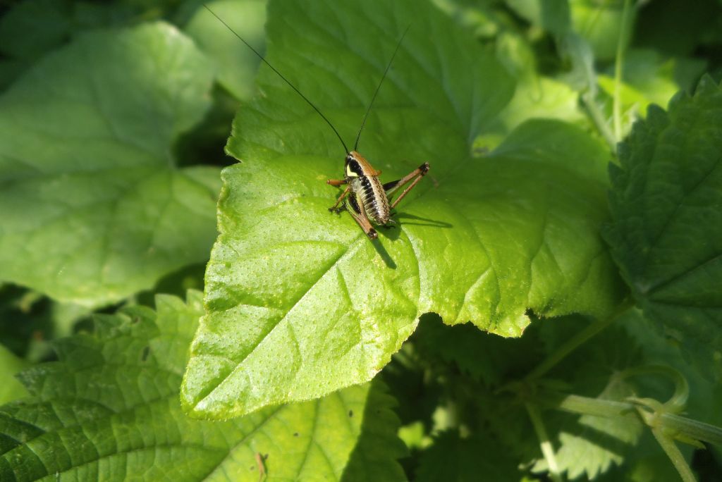 Immaturo di Eupholidoptera chabrieri su Bryonia dioica