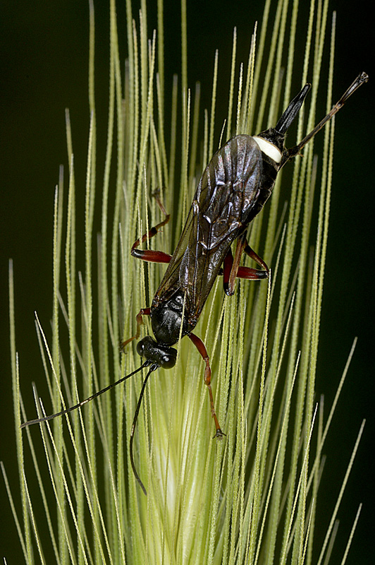 Ichneumonidae da determinare