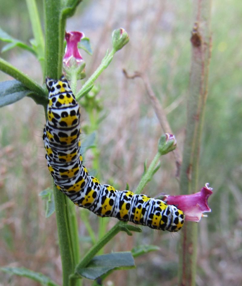 Cucullie sarde 3 - Cucullia scrophulariae ([DENIS & SCHIFFERMLLER], 1775)