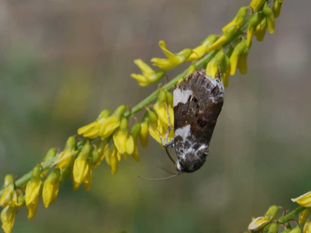 Acontia lucida?