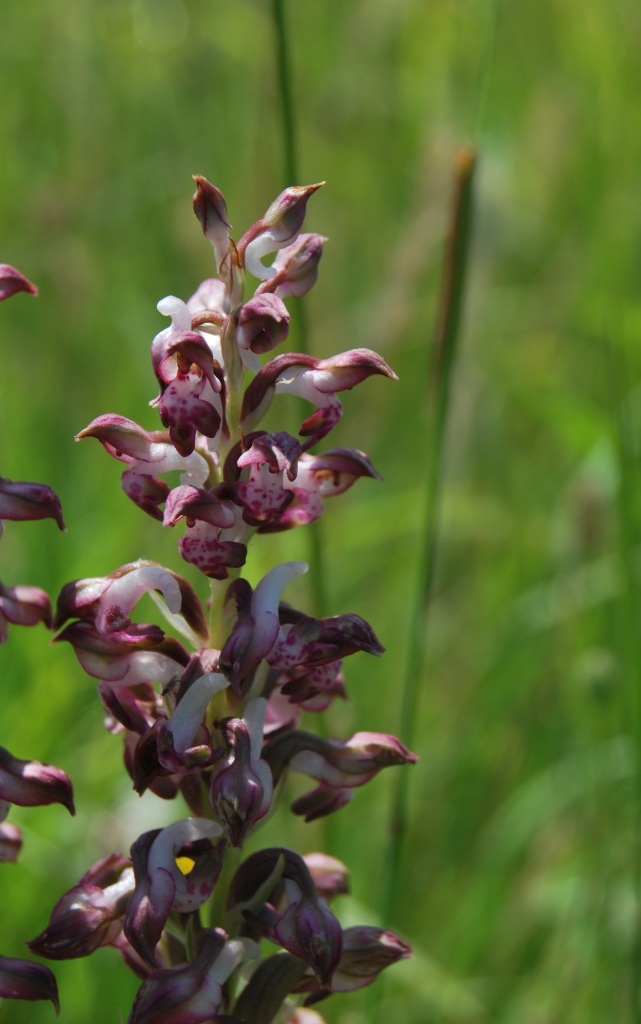 Anacamptis coriophora