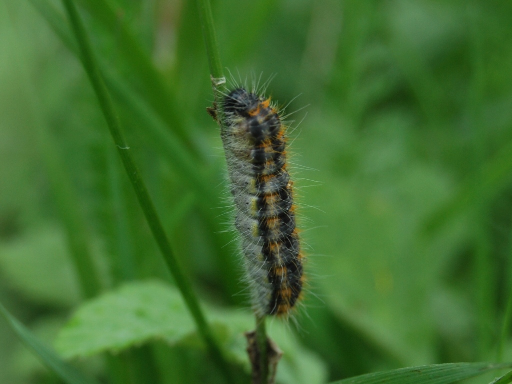 Aporia crataegi?