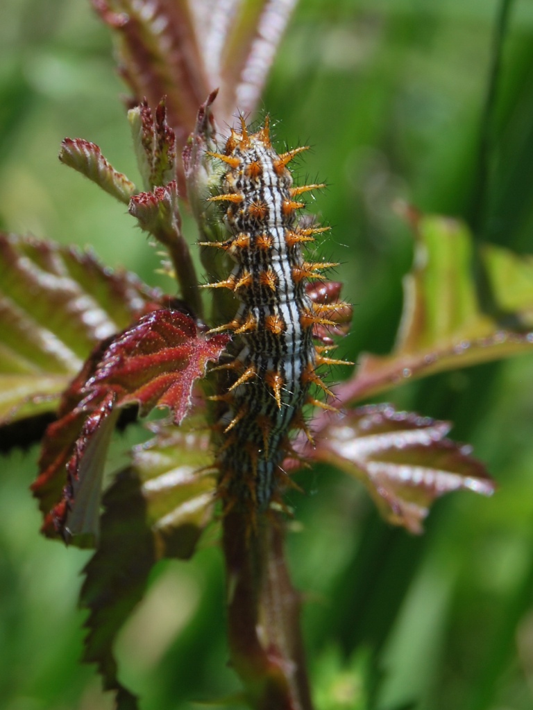 Bruco Brenthis sp.