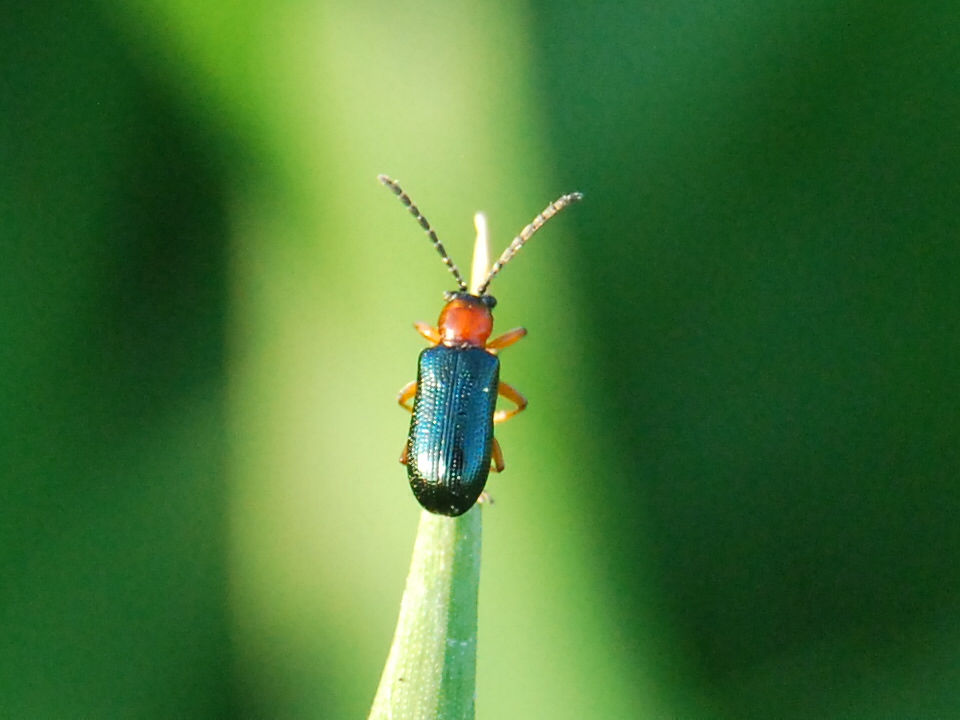 Micro id - Oulema sp. (Chrysomelidae)