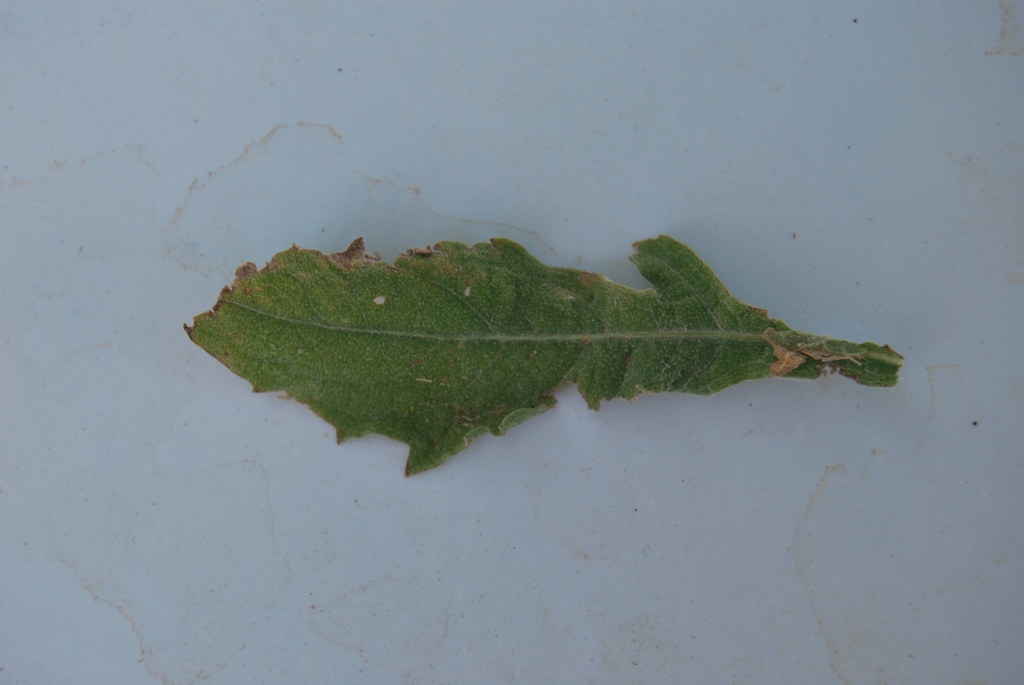 Id - Centaurea sp.