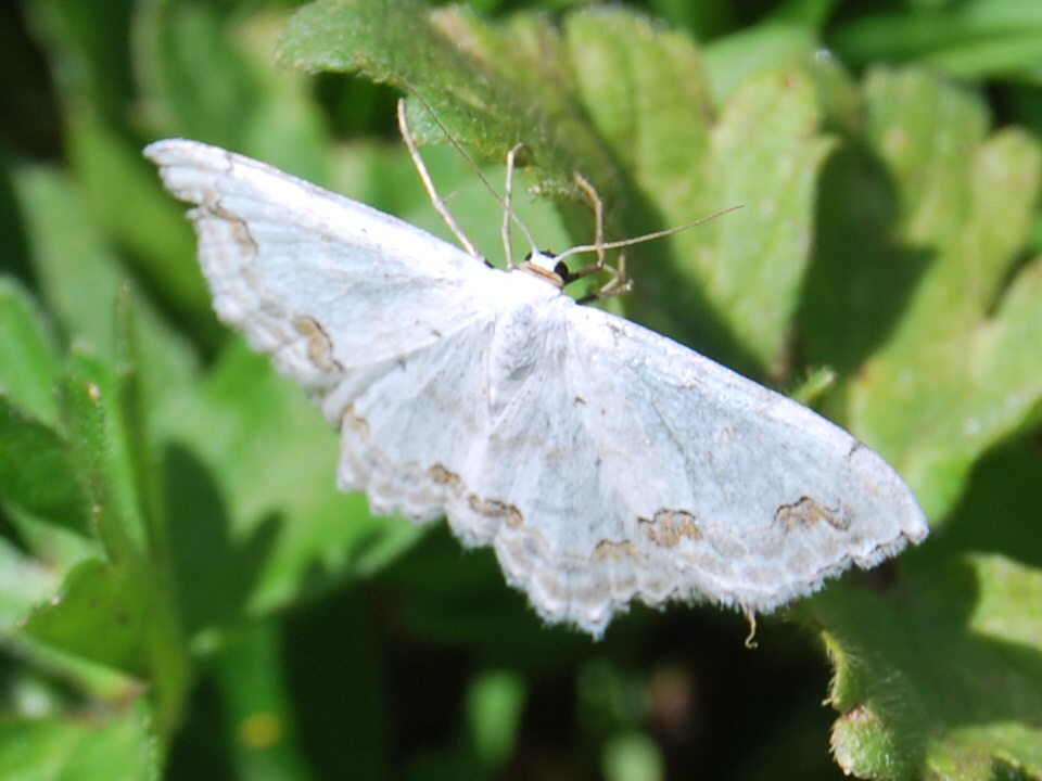 Id geometridae