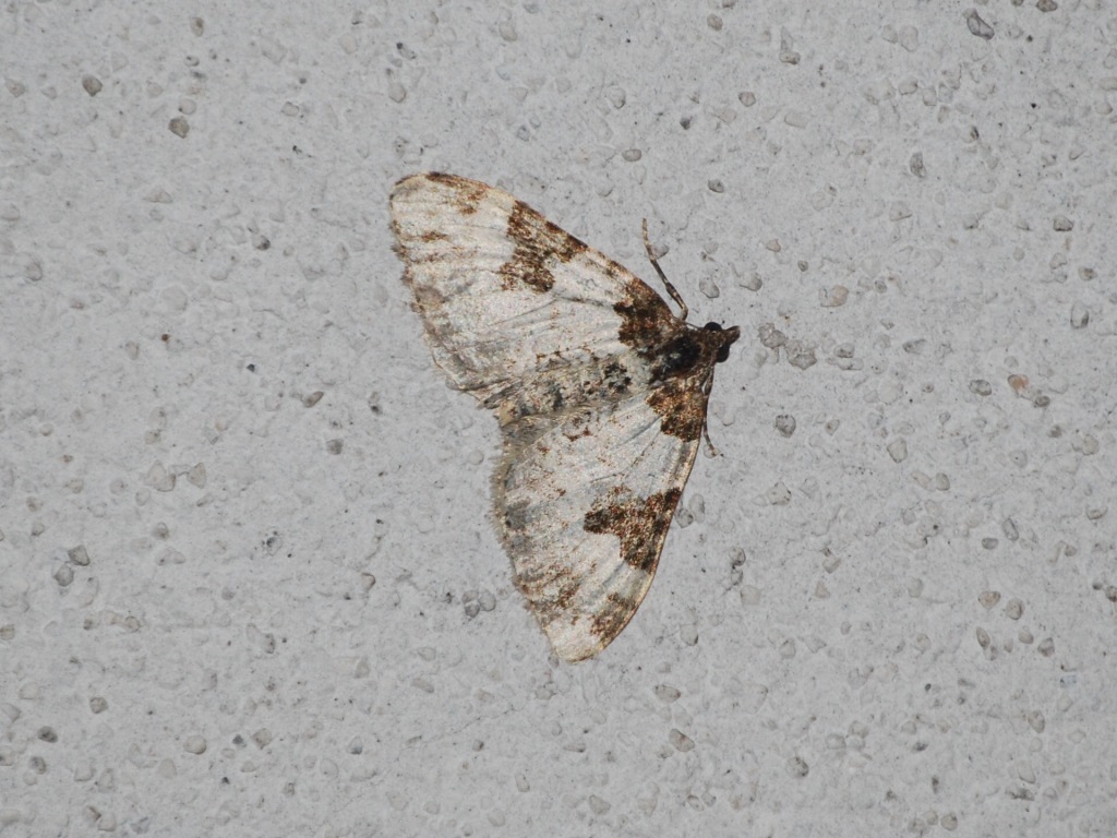 Geometridae?