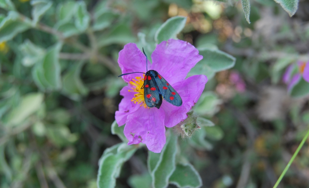 Zygaena transalpina?