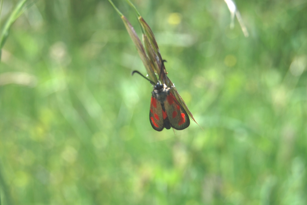 Zygenidae da id