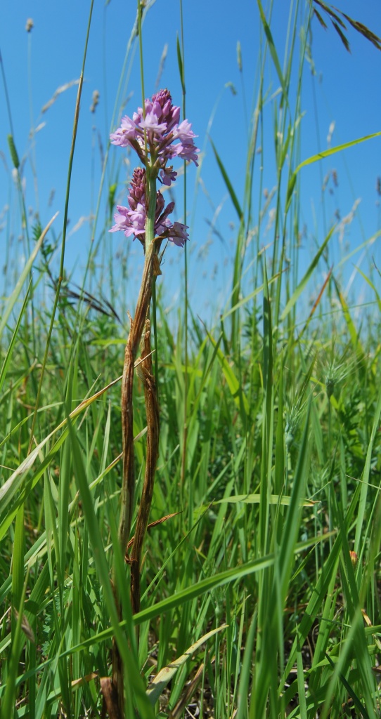 Anacamptis pyramidalis