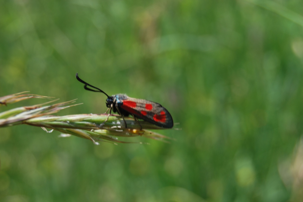 Zygenidae da id