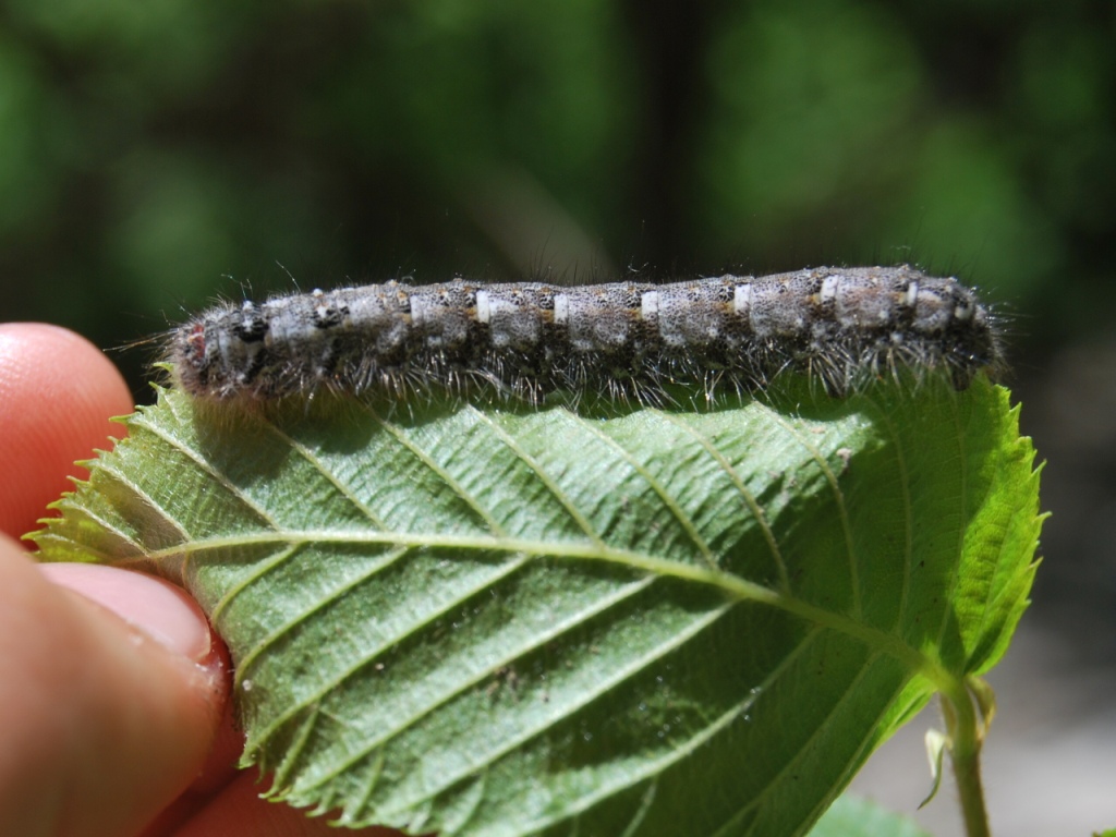 Lasiocampa quercus?