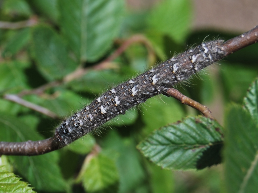 Lasiocampa quercus?