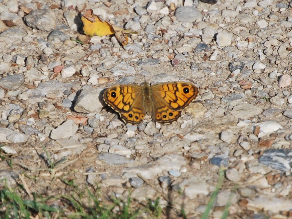 Qualche volo e conferme