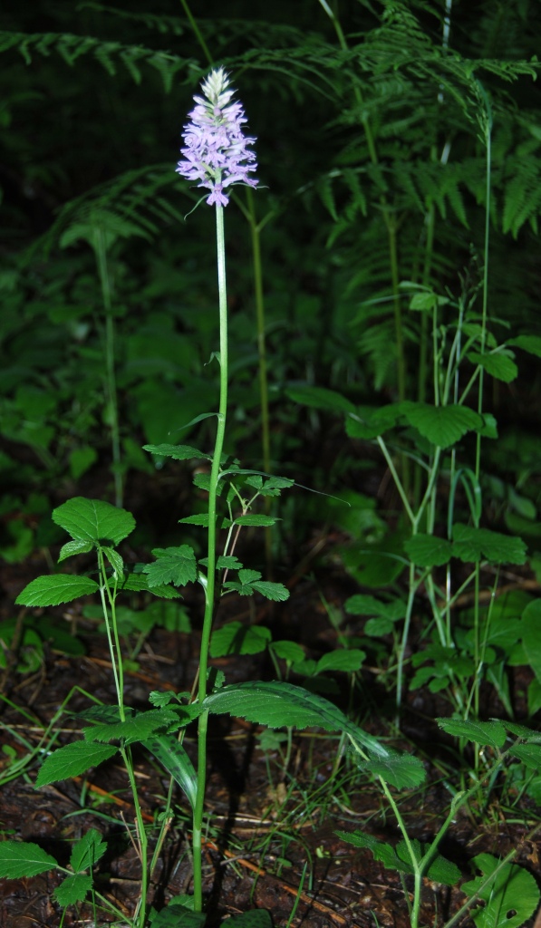 Dacthylorhiza maculata ssp. fuchsii