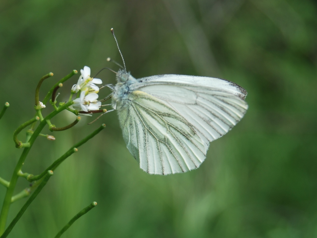 Pieris napi?