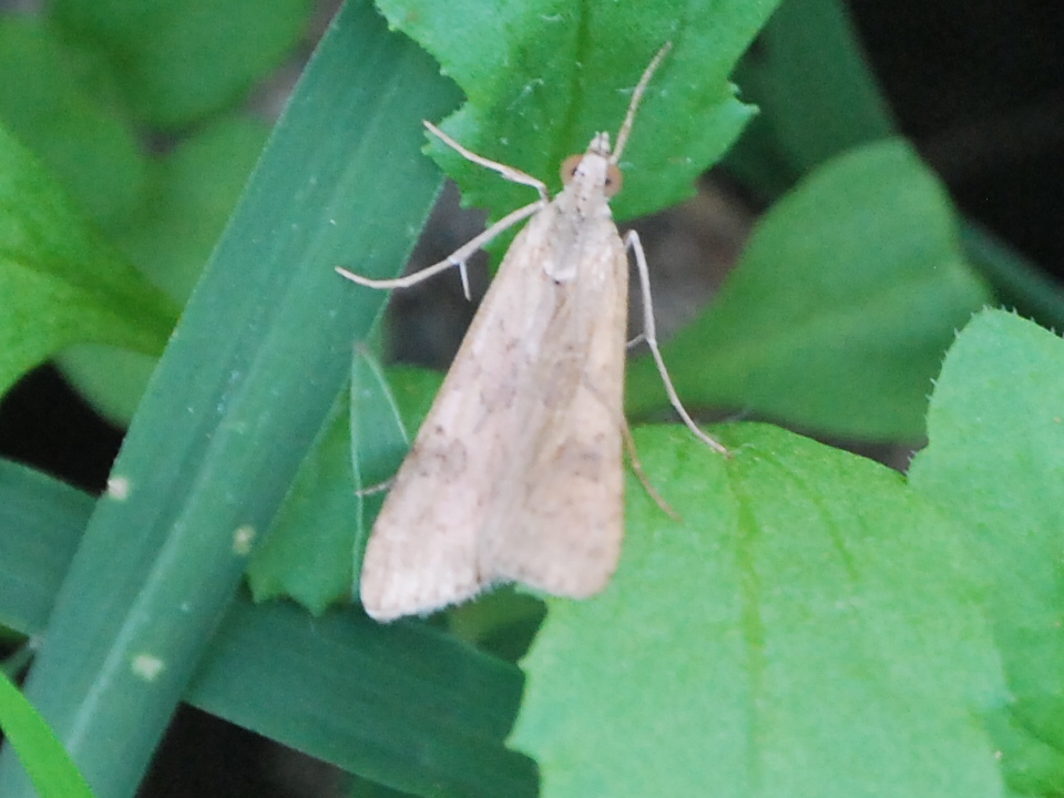 Nomophila noctuella?