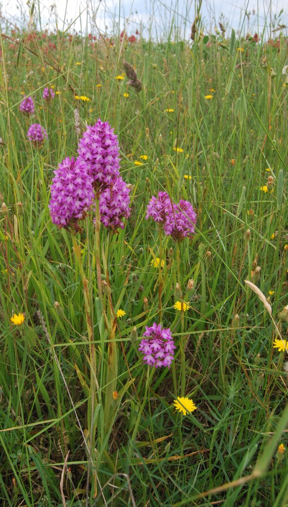 Anacamptis pyramidalis