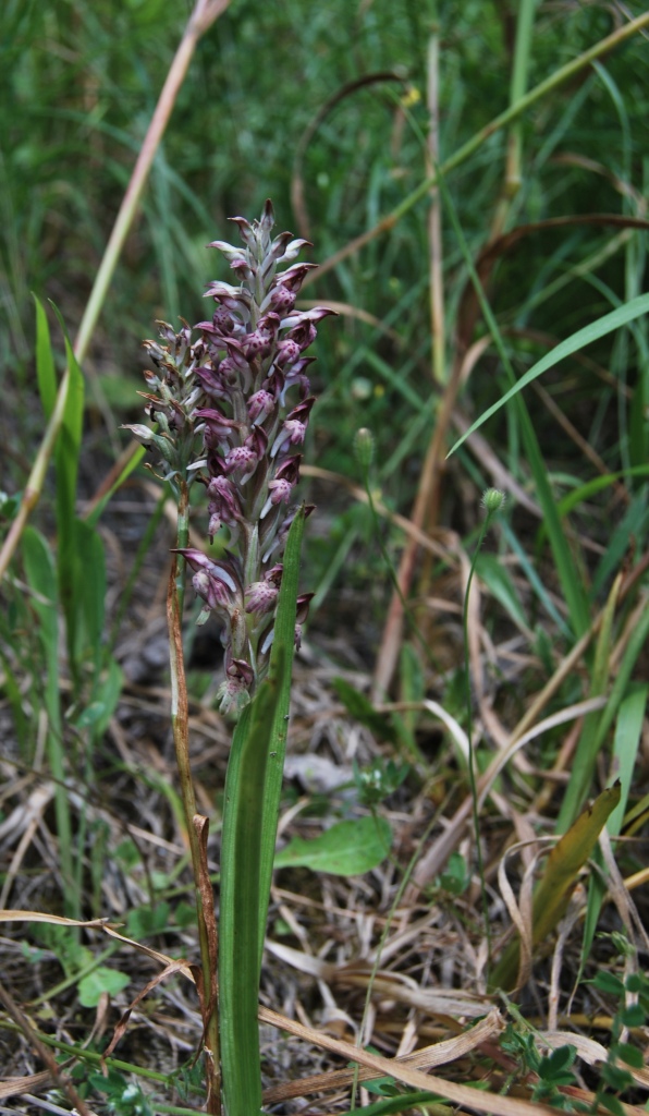 Anacamptis coriophora