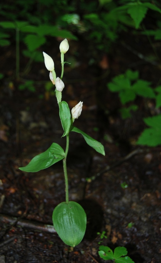 Cephalanthera damasonium