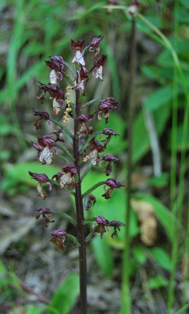 Orchis purpurea  sfiorita