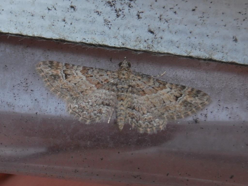 Pyralidae o cosa? - Gymnoscelis rufifasciata, Geometridae