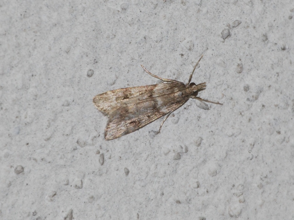 Pyralidae?