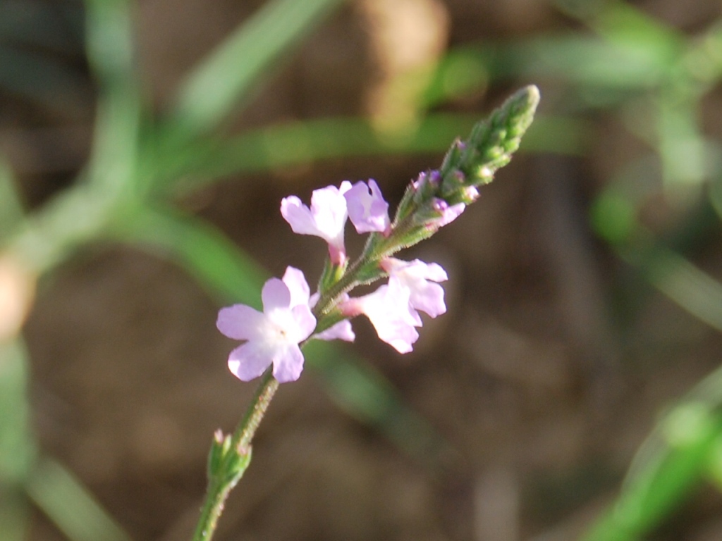 Verbena officinalis