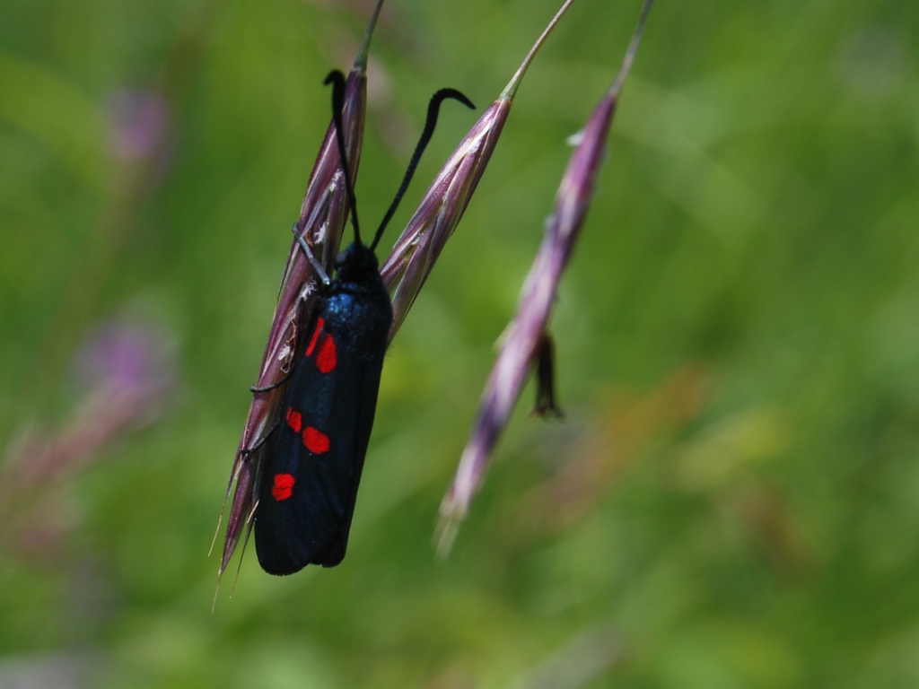 Zygaena da id