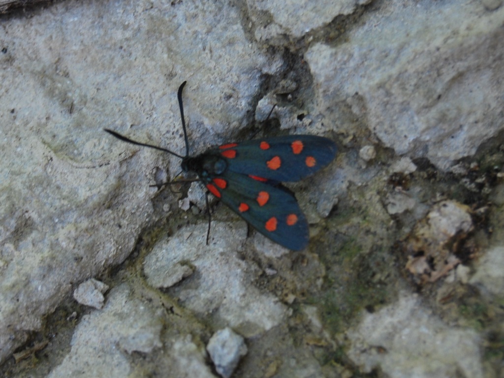 Zygaena da id