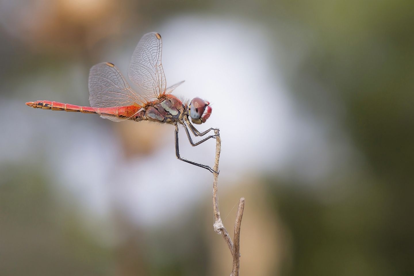 Libellula