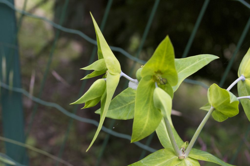 Euphorbia lathyris