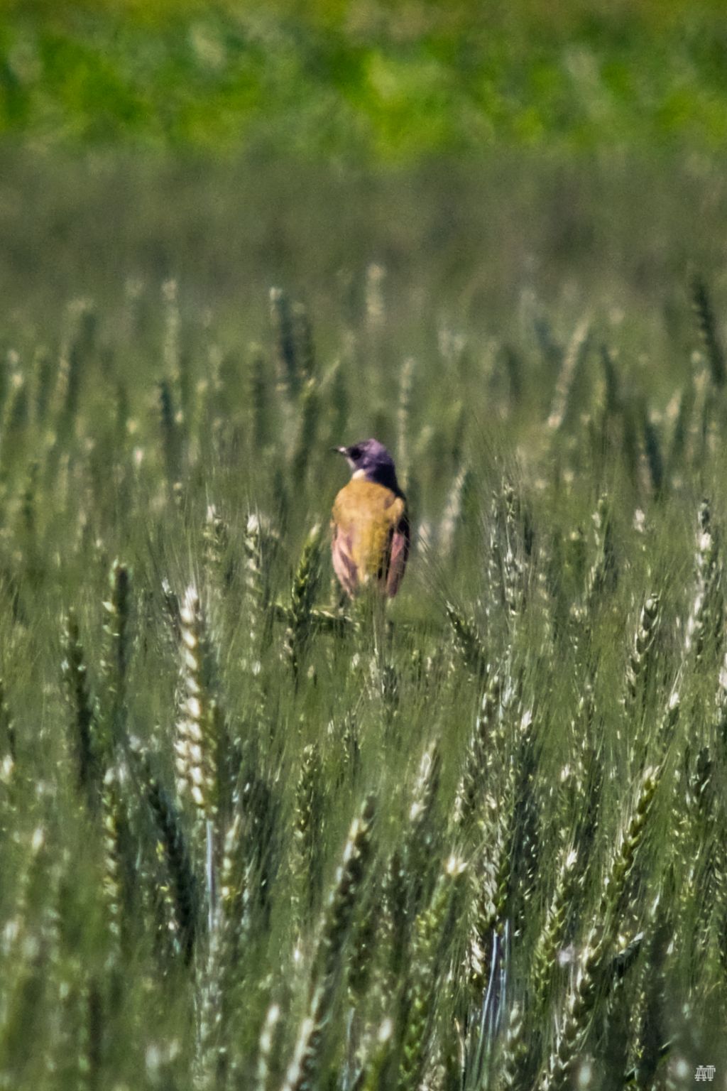 Cutrettola (Motacilla flava)