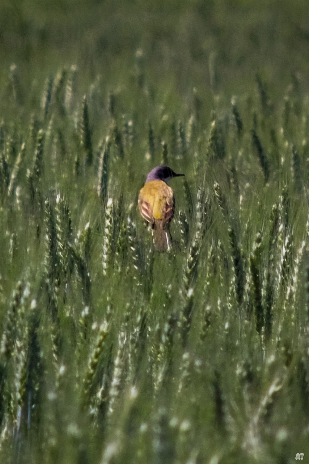 Cutrettola (Motacilla flava)