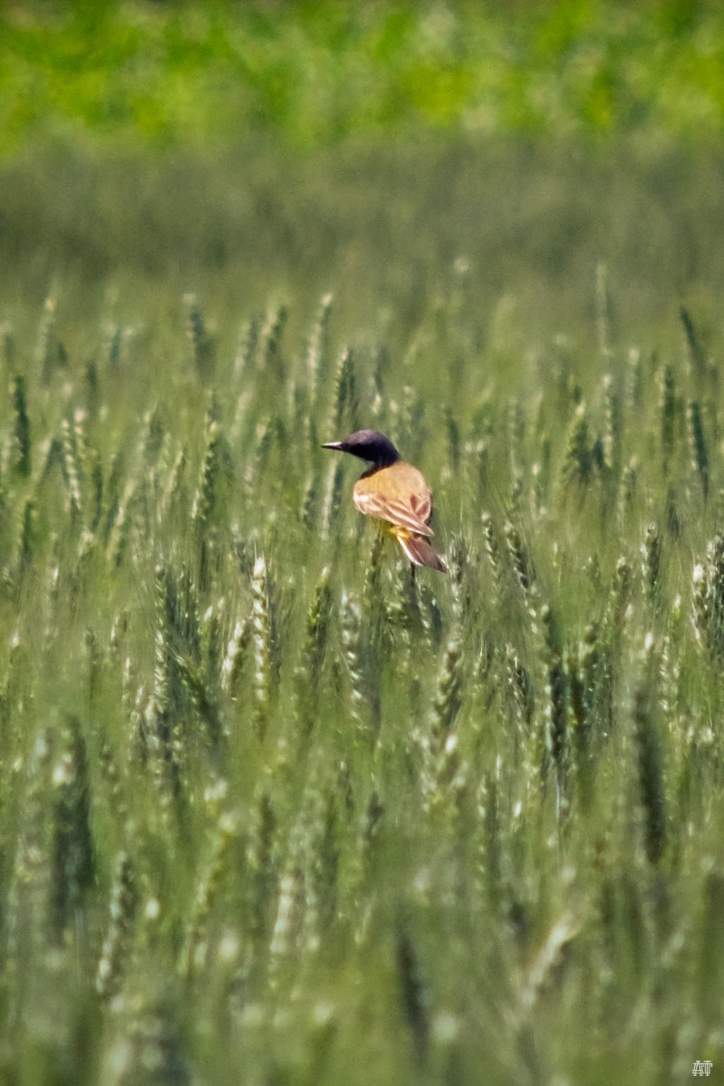 Cutrettola (Motacilla flava)