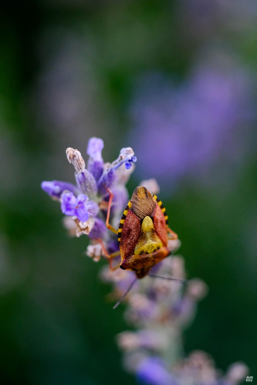 Pentatomidae:  Carpocoris da determinare