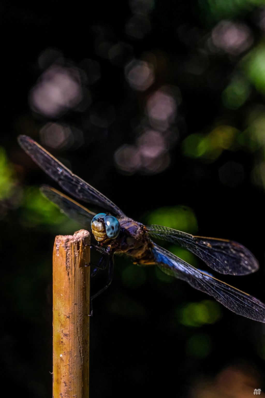 Orthetrum coerulescens? S