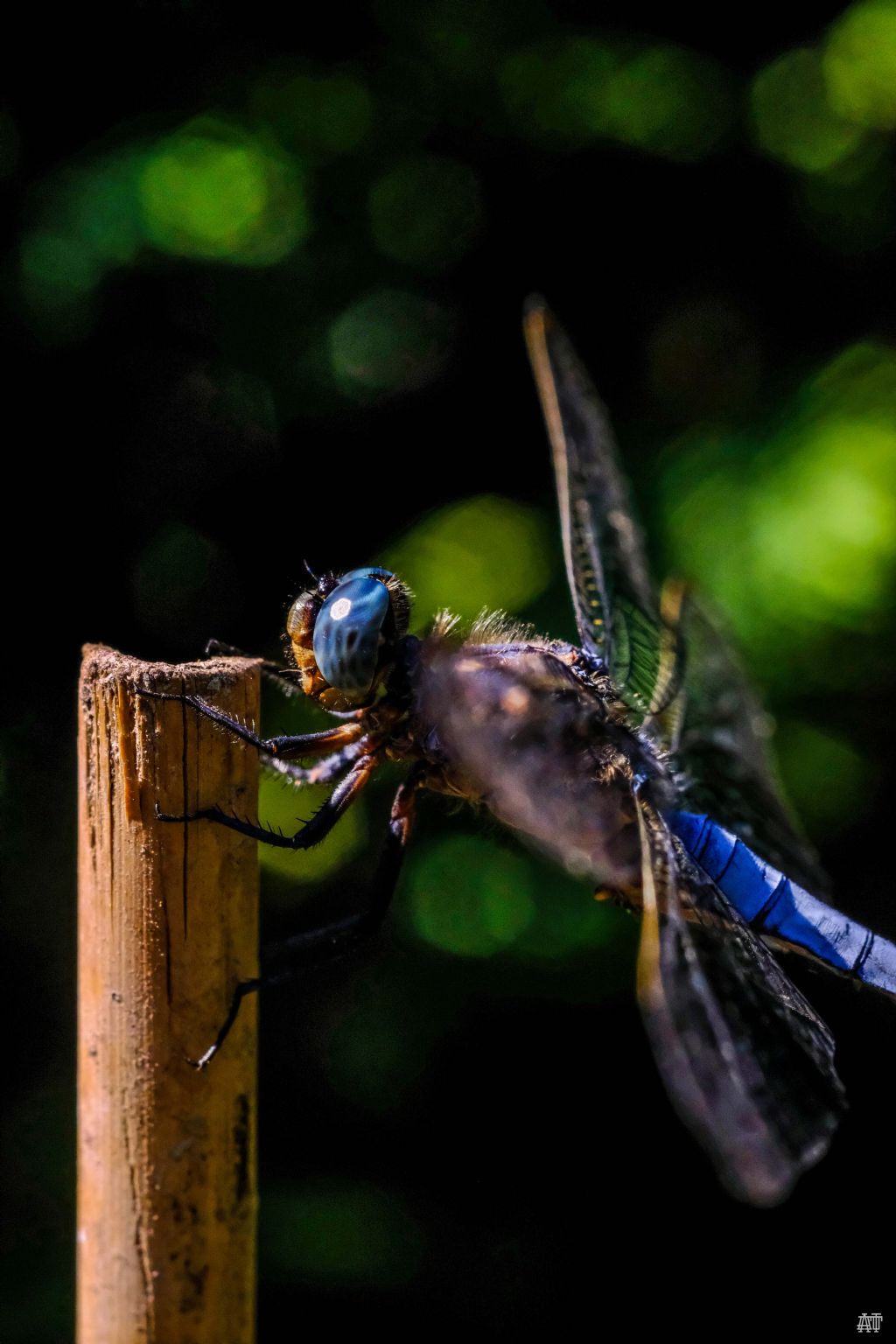 Orthetrum coerulescens? S