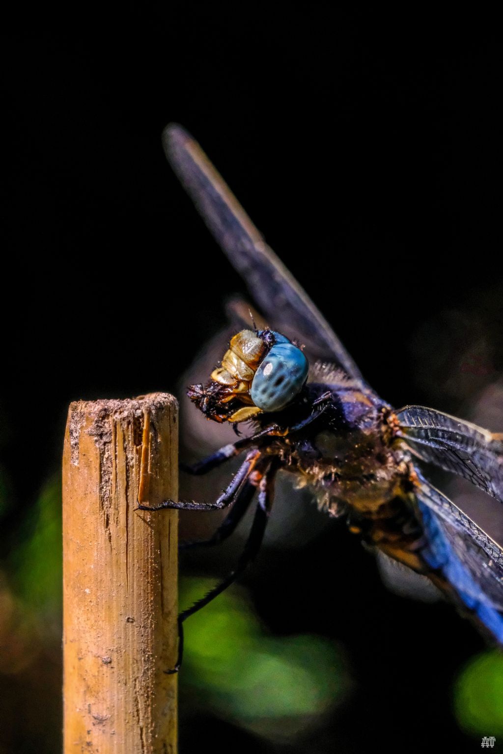 Orthetrum coerulescens? S