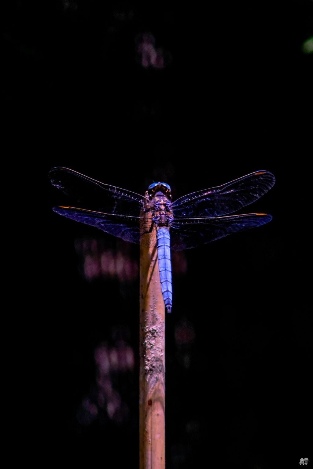 Orthetrum coerulescens? S