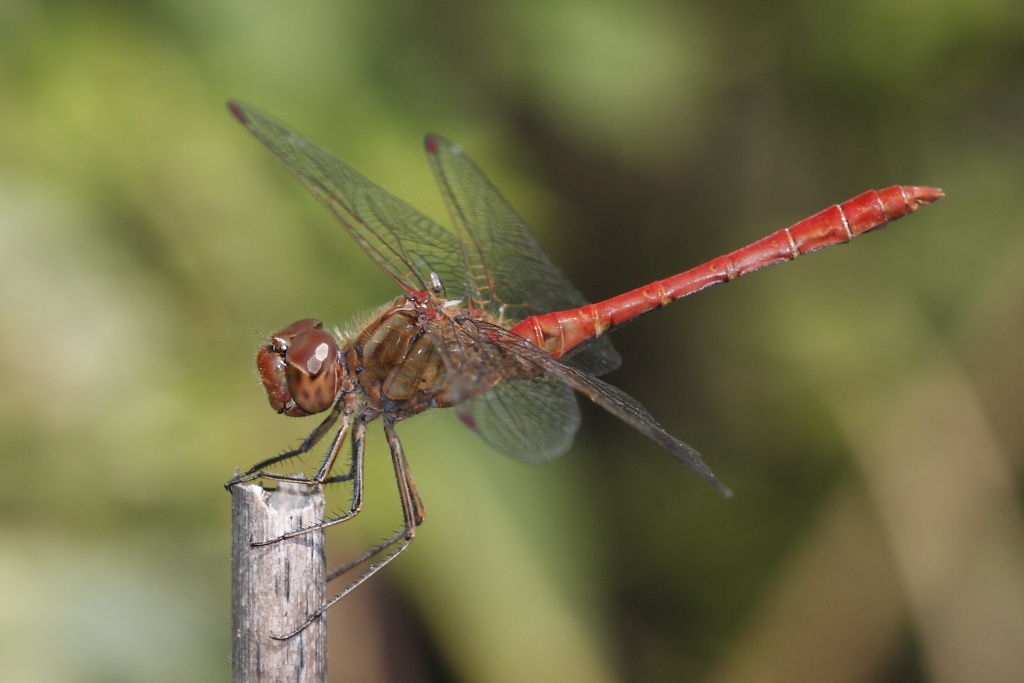 Sympetrum striolatum o meridionale?