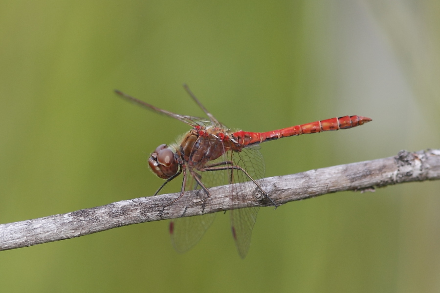 Sympetrum striolatum? no, Sympetrum vulgatum