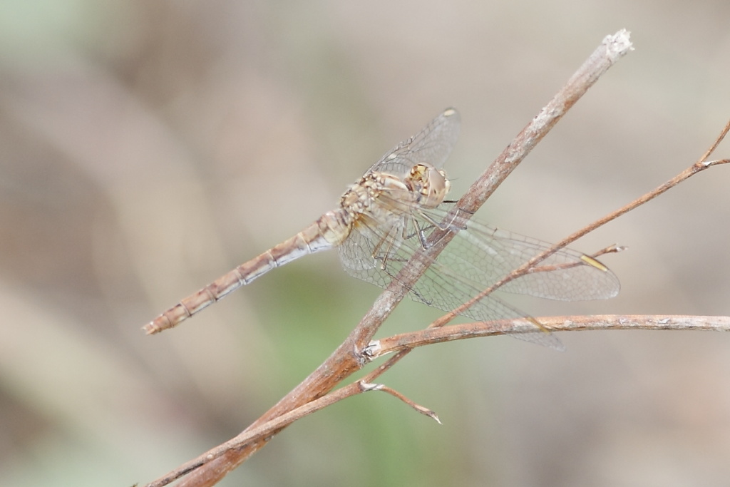 Sympetrum meridionale F? - Si