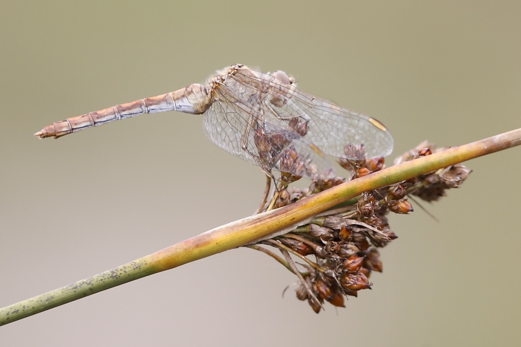 Sympetrum meridionale F? - Si