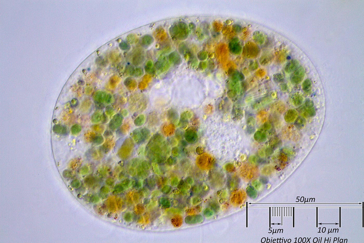 Ciliato verde-arancio Prorodon?