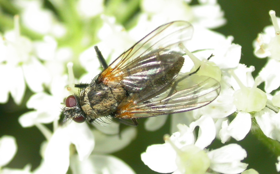 Muscidae:  Thricops cfr. longipes