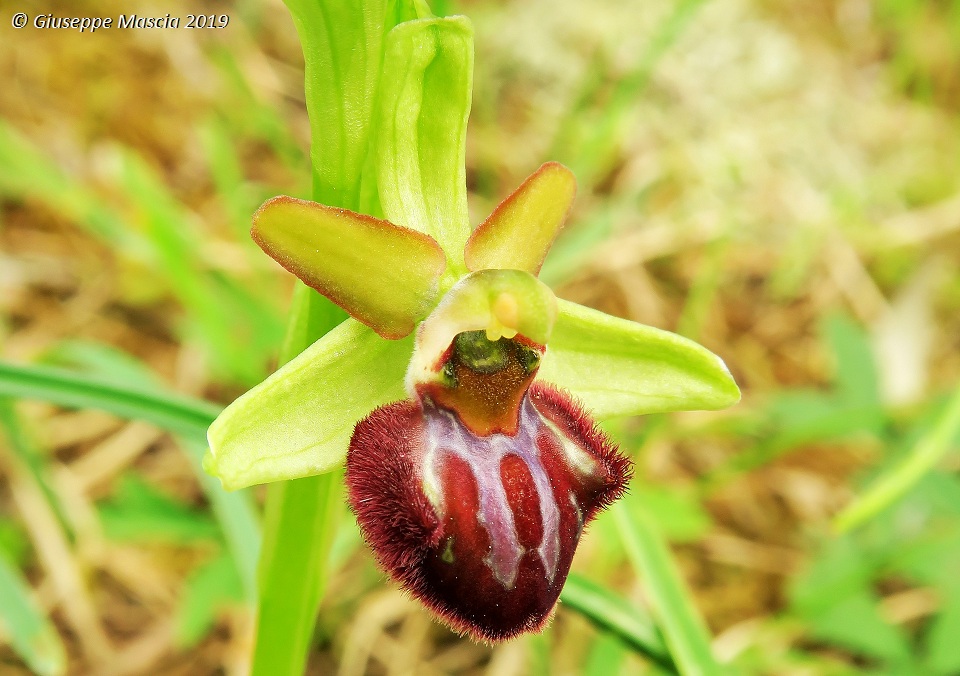 Ophrys brutia - Brindisi, Puglia