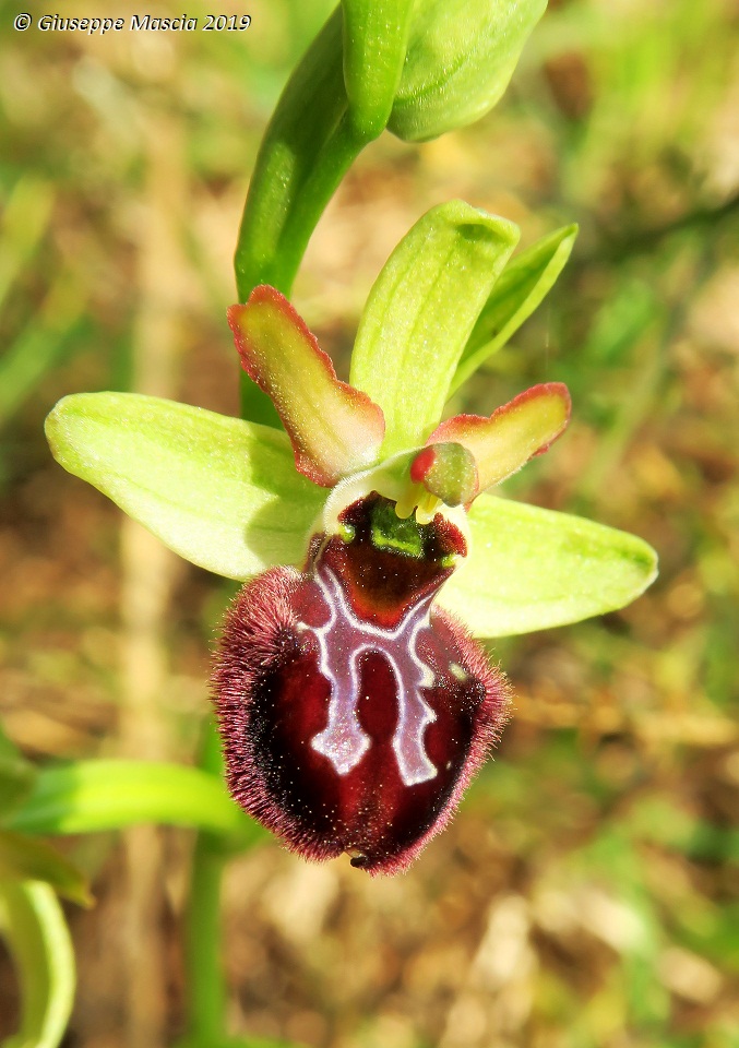 Ophrys brutia - Brindisi, Puglia