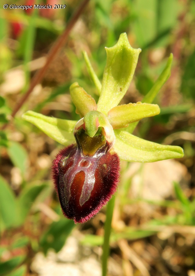 Ophrys brutia - Brindisi, Puglia